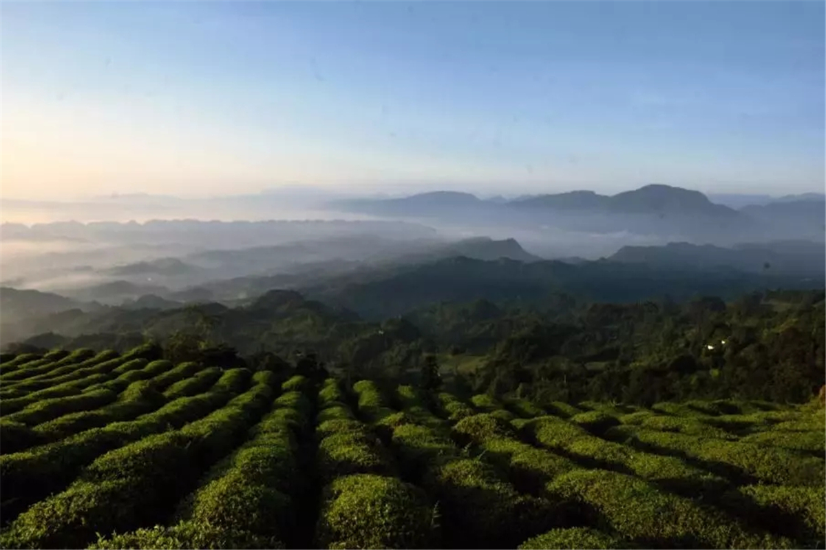 品大唐贡茶,看云海千变,蒙顶山的春天就是不一样!